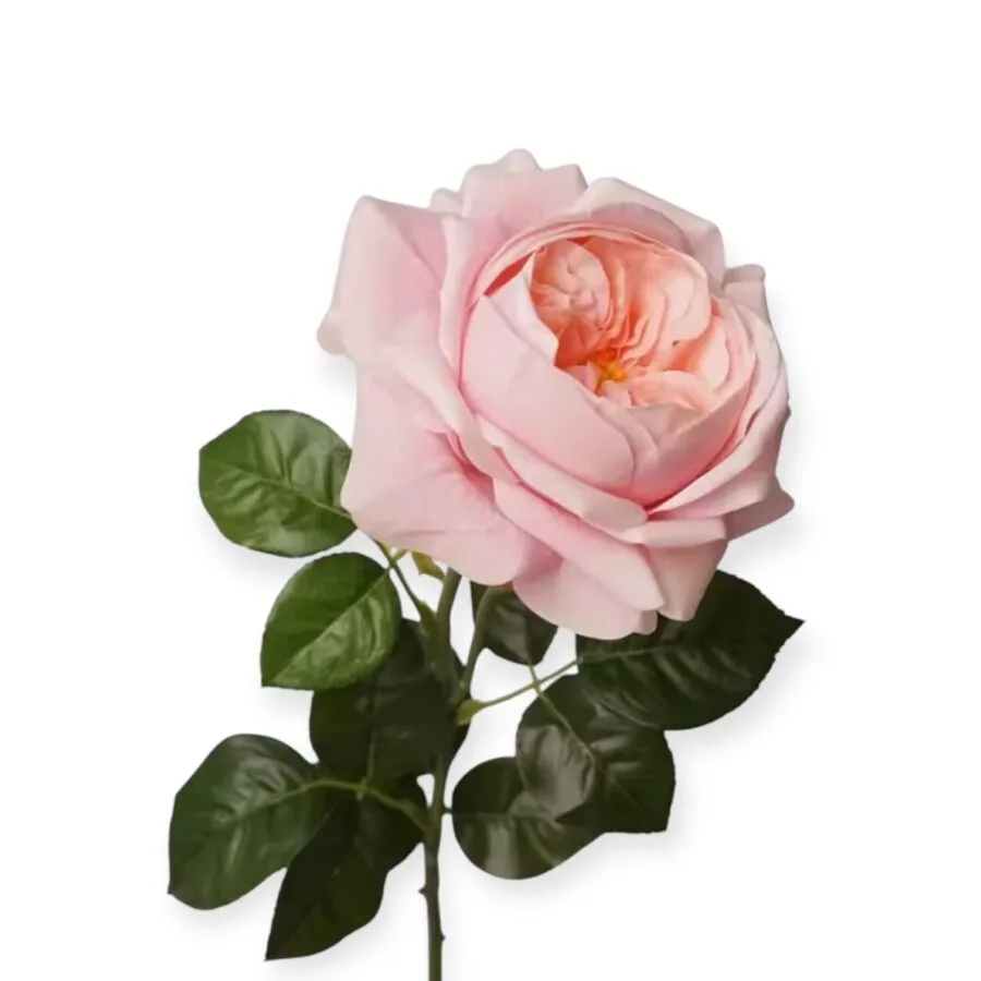 Realistische Roze Roos